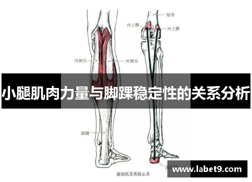 小腿肌肉力量与脚踝稳定性的关系分析